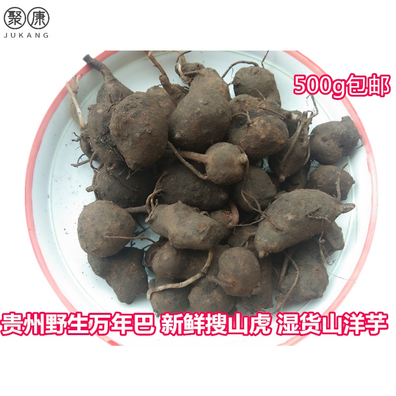 贵州中草药材搜山虎 新鲜苗药野生山洋芋万年巴万年耙万年趴