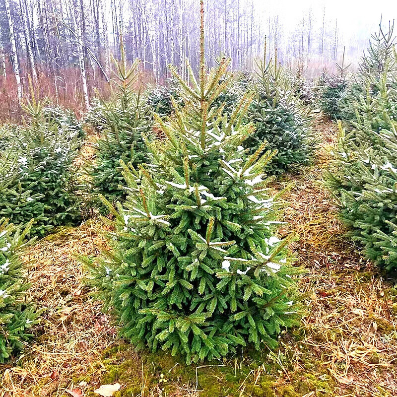 花之然活树真圣诞树苗圣诞树苗节日真树苗挪威云杉青纤活圣诞树大型
