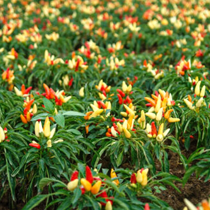 种菜记 五彩椒种子七彩泡椒六彩多彩辣椒种籽观赏可食用四季阳台盆栽