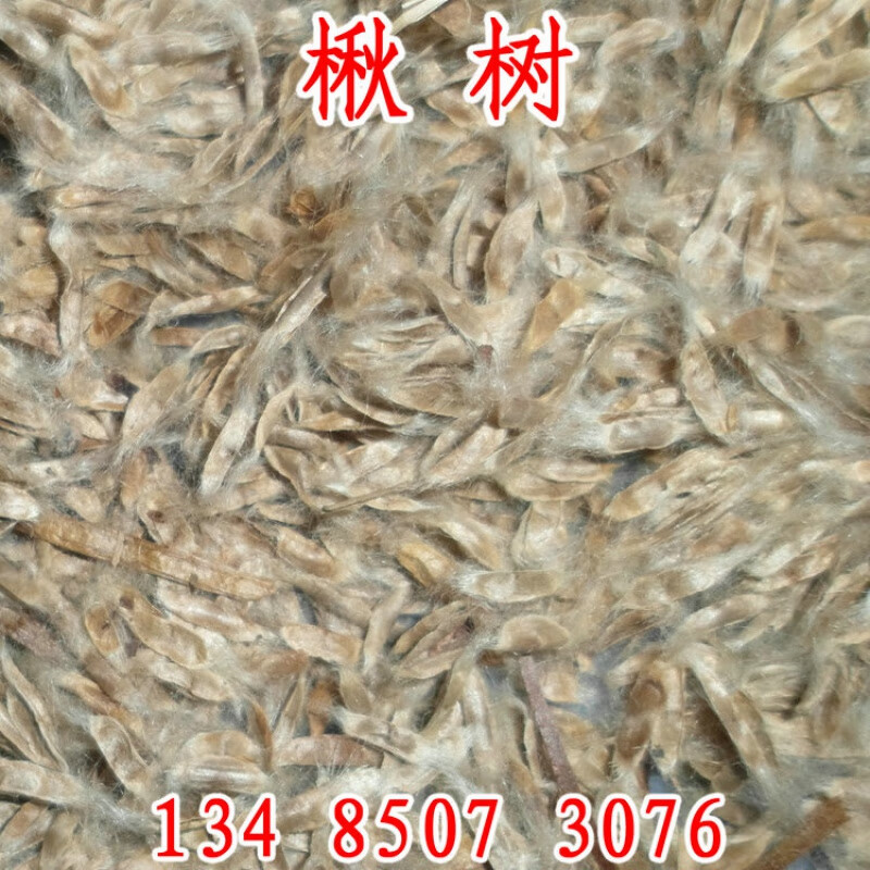 阳澄约定楸树种子梓树种子金丝楸种子臭梧桐种子黄花楸水桐楸河楸梓桐