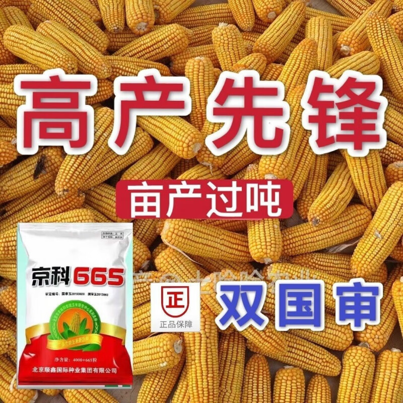 批发玉米种子高产矮杆抗倒大棒细轴大马牙苞米北方 京科665一亩地4400