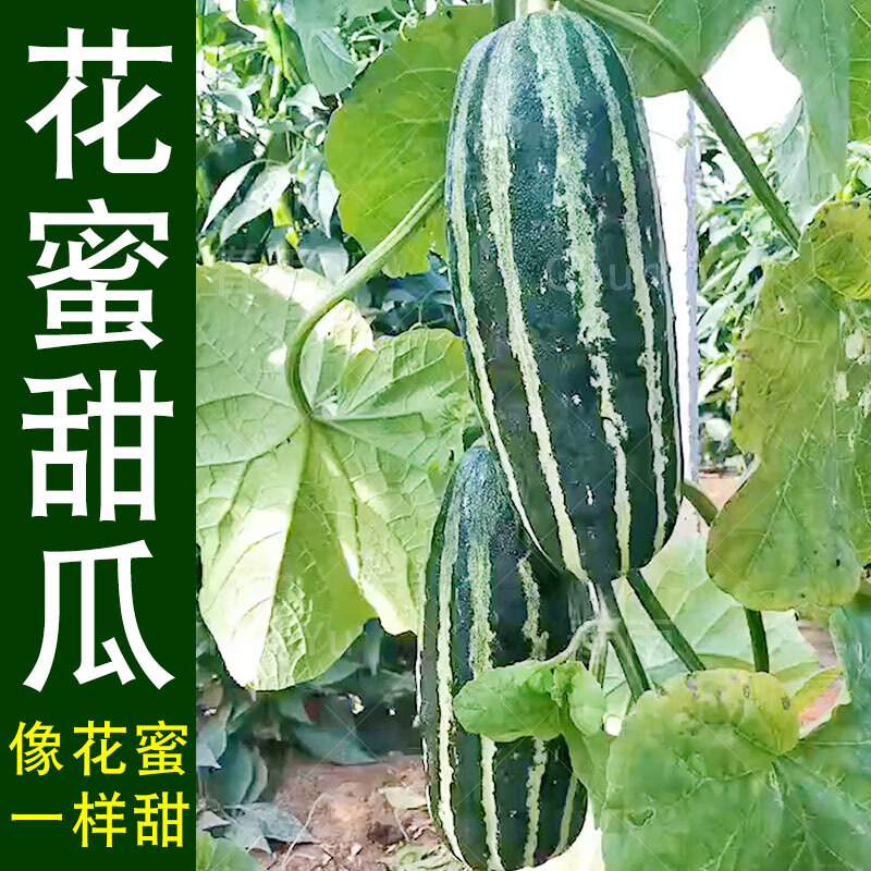 花蜜甜瓜种籽脆甜香瓜现在种的水果四季春季春播农家瓜类种子种孑