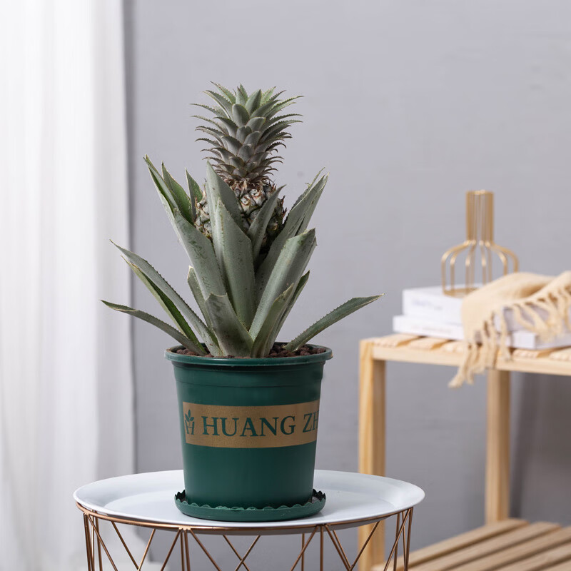 约巢凤梨旺来菠萝带果实盆栽盆栽花卉植物室内果树树苗送女朋友礼