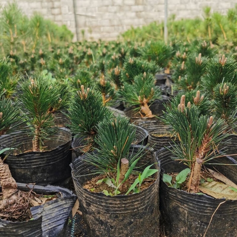 南啵丸日本短针精品品种千寿丸五针松盆栽素材小苗日本五针松和千寿丸
