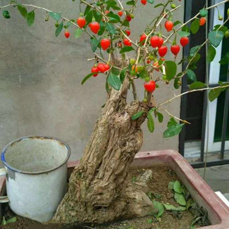 耘沫胭枸杞盆景植物盆栽花卉造景观假山老桩树桩四季室内阳台庭院绿植