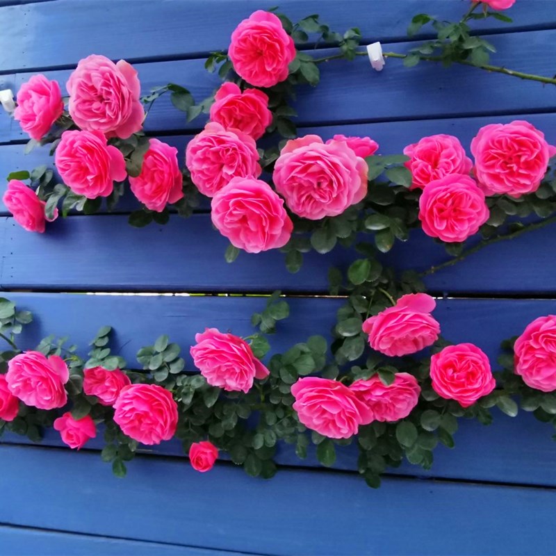 拱门爬藤花卉藤本月季蔷薇特大花苗庭院植物浓香龙沙宝石 粉色达芬奇