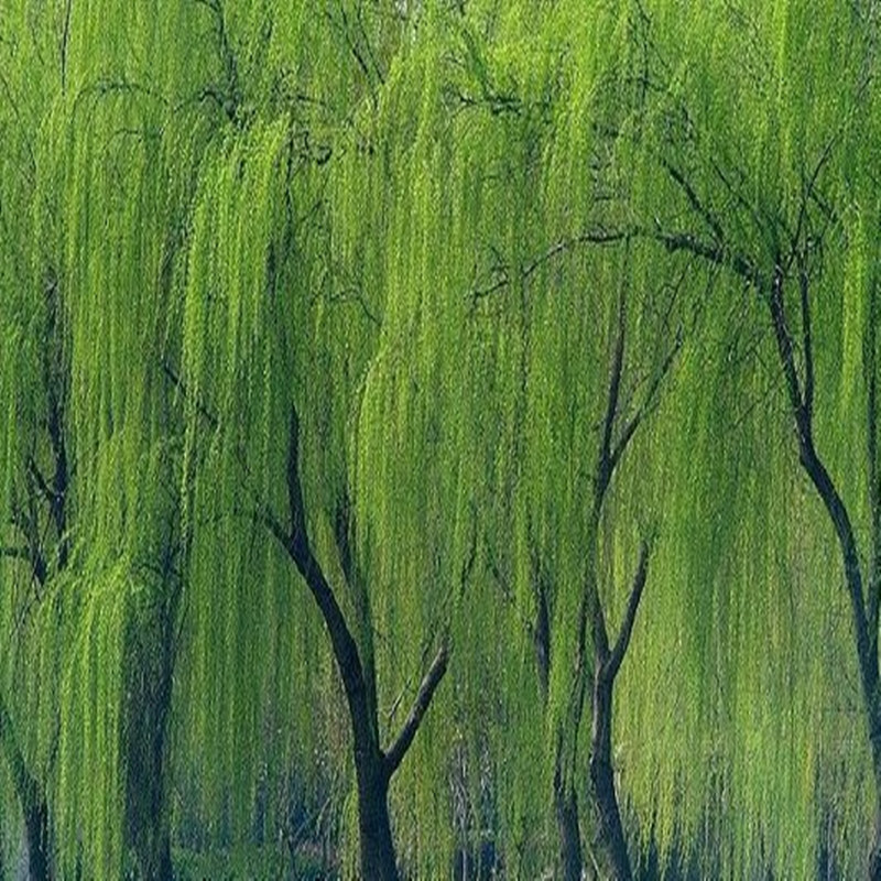 四季柳树苗金丝垂柳小苗柳树枝条柳树竹柳树苗盆栽地栽庭院绿化苗木