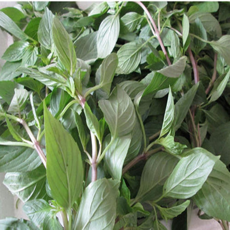 晨臻 九层塔金不换泰国罗勒叶三杯鸡冬阴功香料thai basil 100g