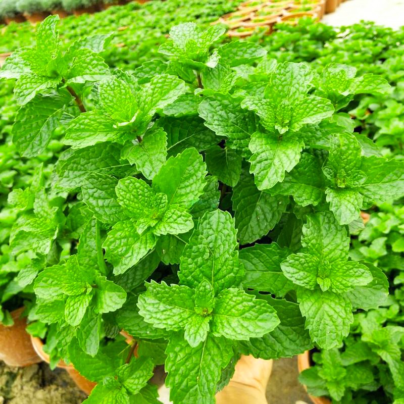 花俊十香菜种子 石香菜种籽薄荷食用鱼香草四季阳台盆栽农家蔬菜莱孑