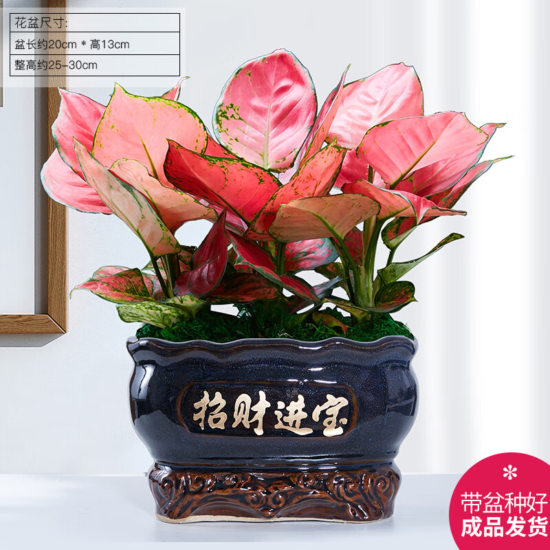 盆栽吉利红万年红盆景办公客厅室内花卉绿植植物 吉利红 深蓝招财进宝