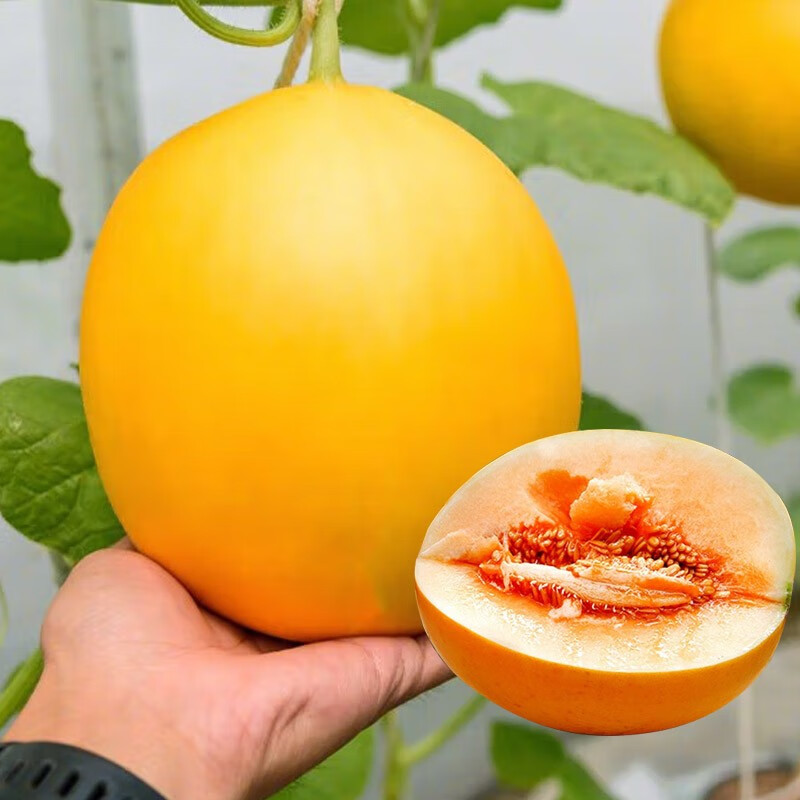 苗大全香瓜白沙密南方北方水果阳台盆栽种植 伊丽莎白甜瓜种子30粒