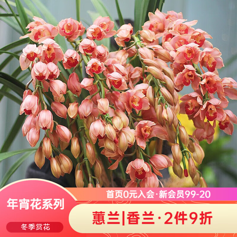 虹越花卉价格走势及品牌口碑|花卉商品历史价格查询