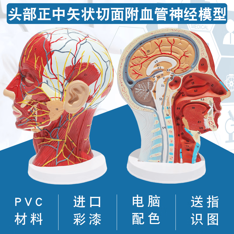 医学 头部正中矢状切面附血管神经模型 面部模型 头部解剖模型