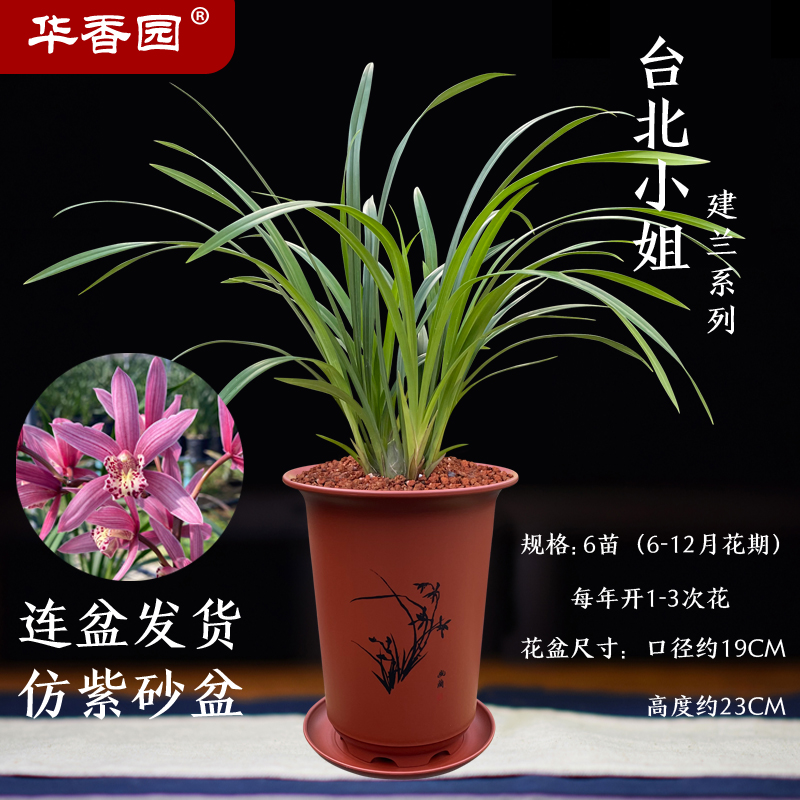 华香园绿植花卉兰花四季建兰台北小姐红粉佳人办公室内客厅盆栽 台北