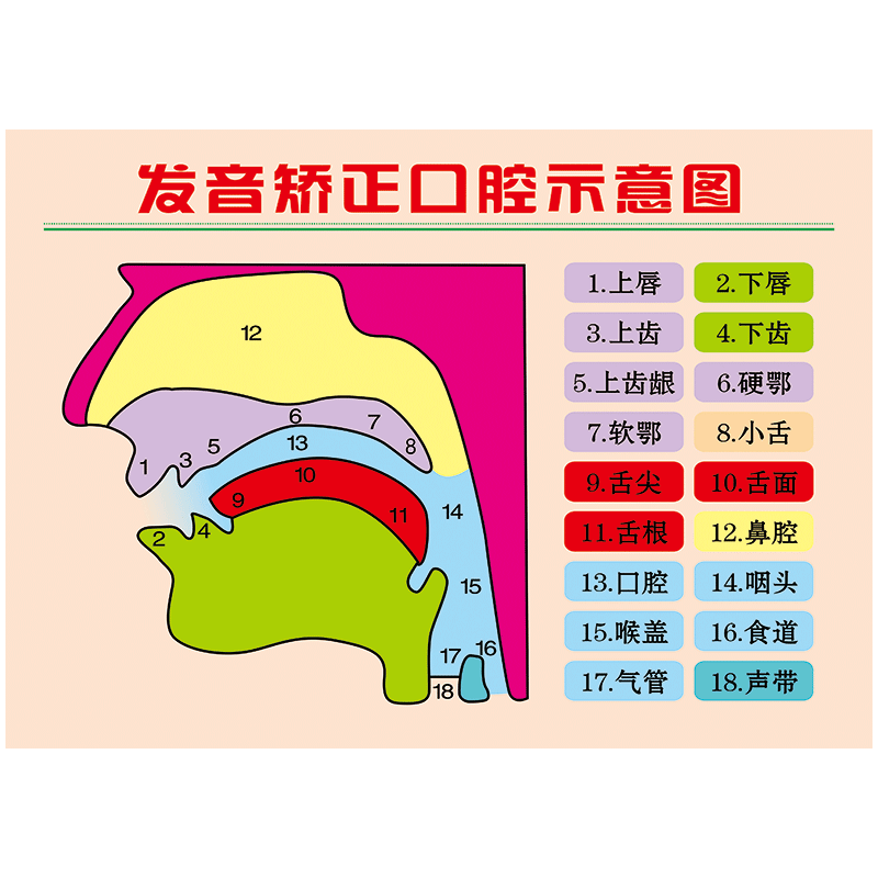 发音器官图解宣传画海报挂图发音矫正口腔发声示意图声音声带耳鼻喉