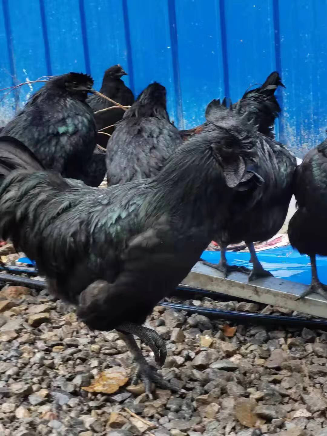 盐津乌骨鸡大鸡活鸡半大鸡全套包活五黑鸡黑凤鸡下蛋乌鸡母鸡 盐津乌