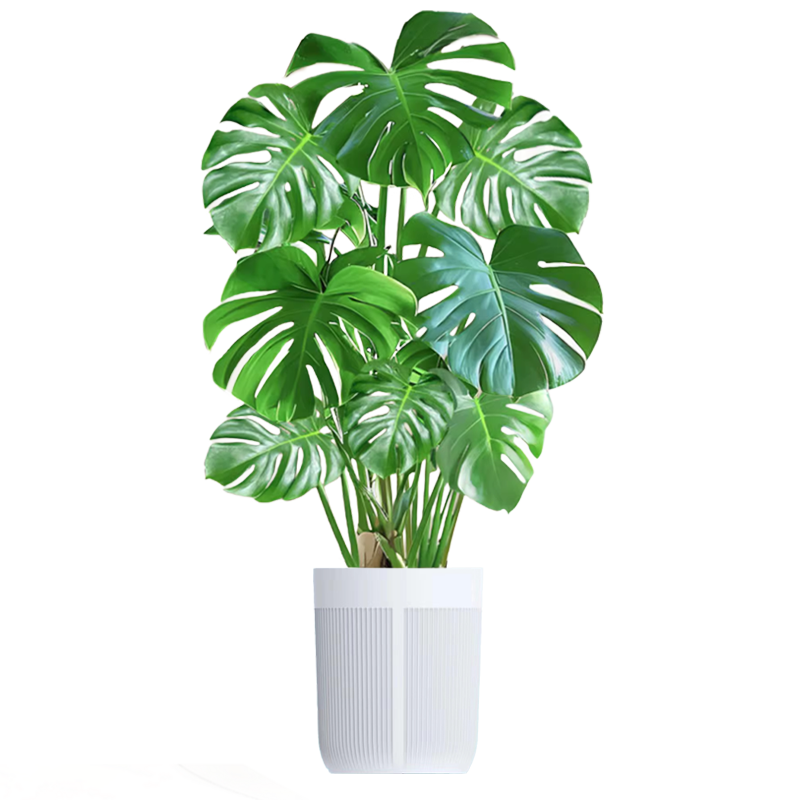 ˫�˹걳�������ֲ��׮ˮ���Ҷ��������70-90cm4-5��������Դͷֱ�� 208Ԫ