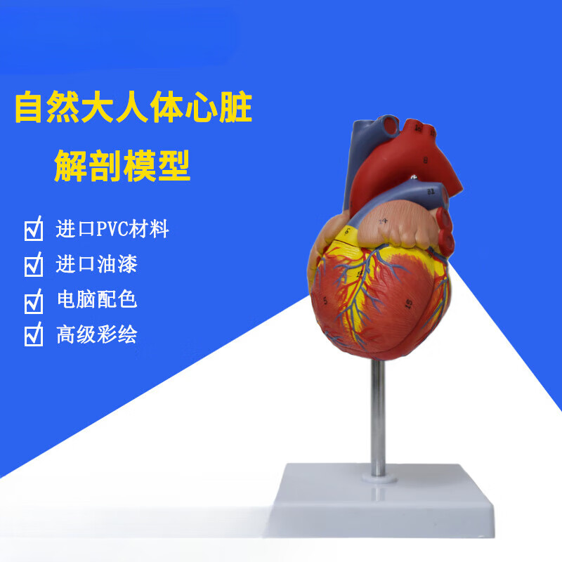 心脏模型教学医学解剖硅胶带血管支架3d玩具小人体可拆卸循环材料