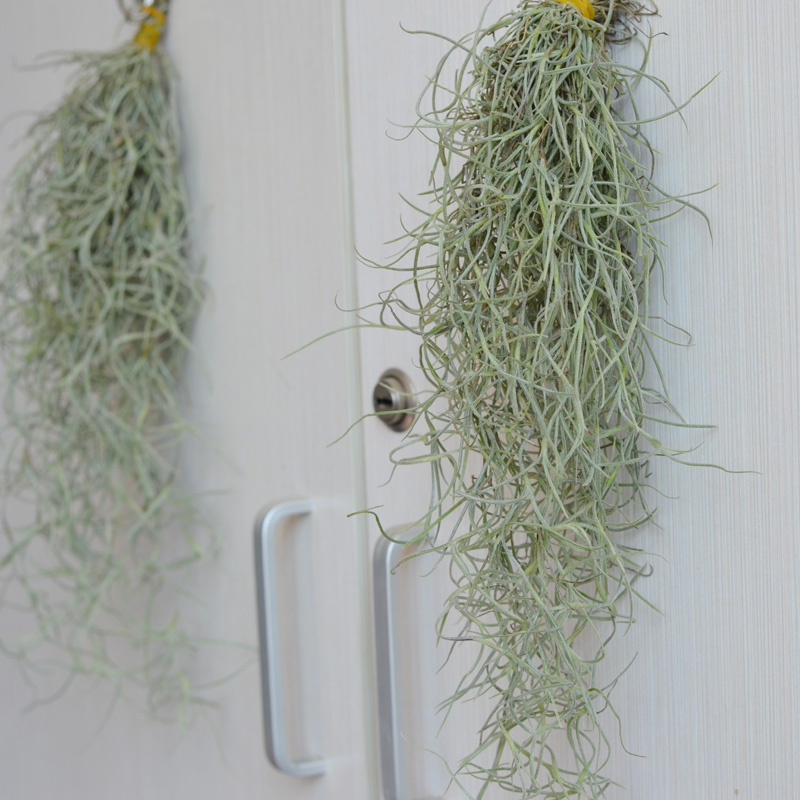 不要土的植物银叶松萝老人须植物窗帘20cm长度一簇 20cm左右长度如图