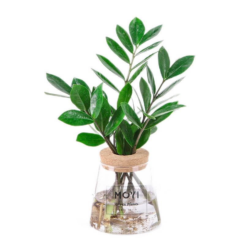 绿植盆栽最全历史价格表|绿植盆栽价格走势