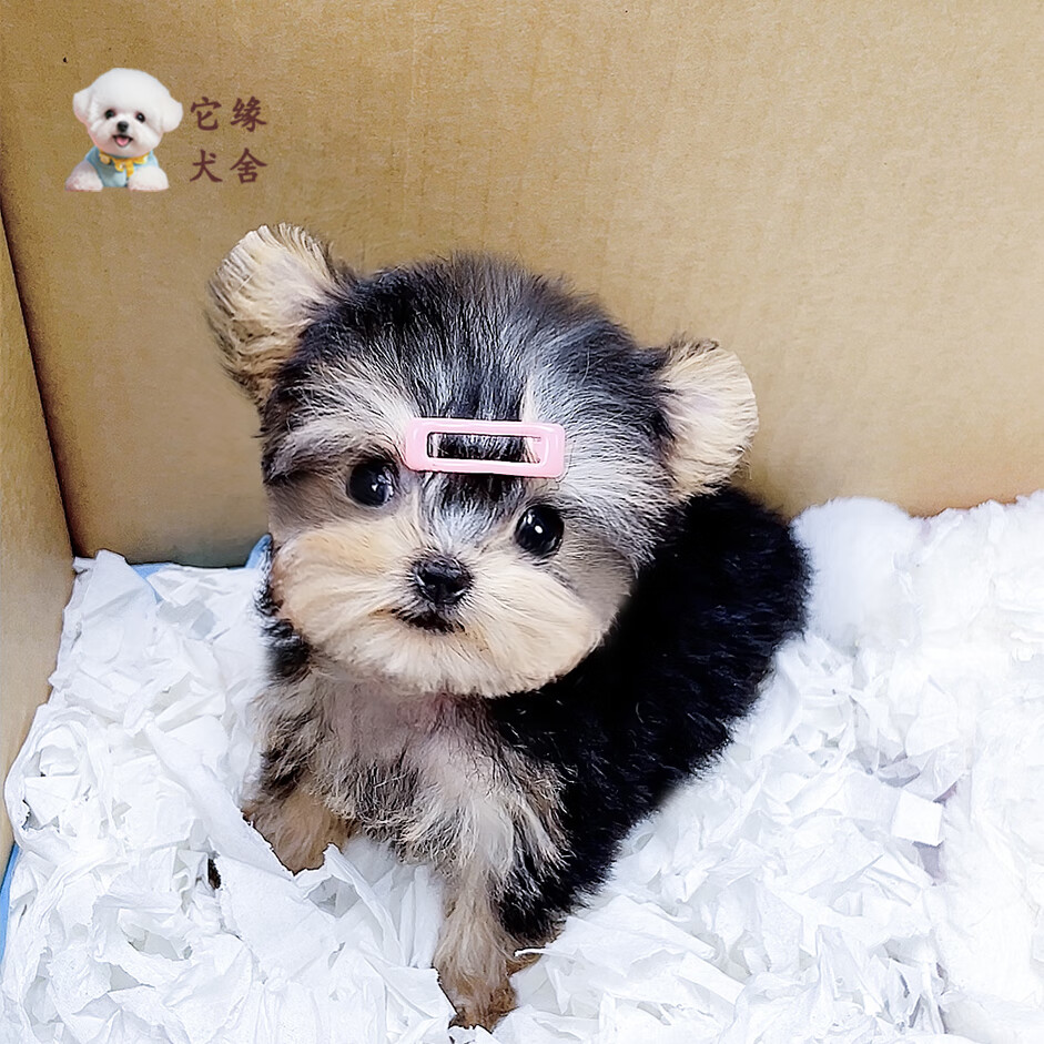 40006号纯种约克夏幼犬小型犬狗狗活体犬宠物狗犬舍 宠物级 妹妹