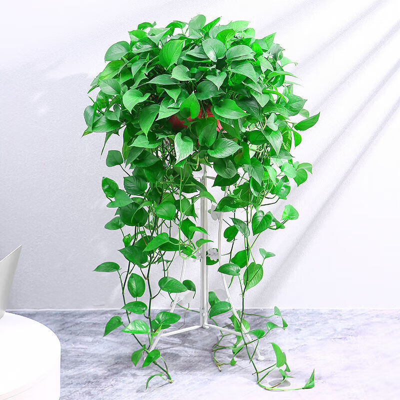 360稀有长藤绿萝1盆 吸水盆1