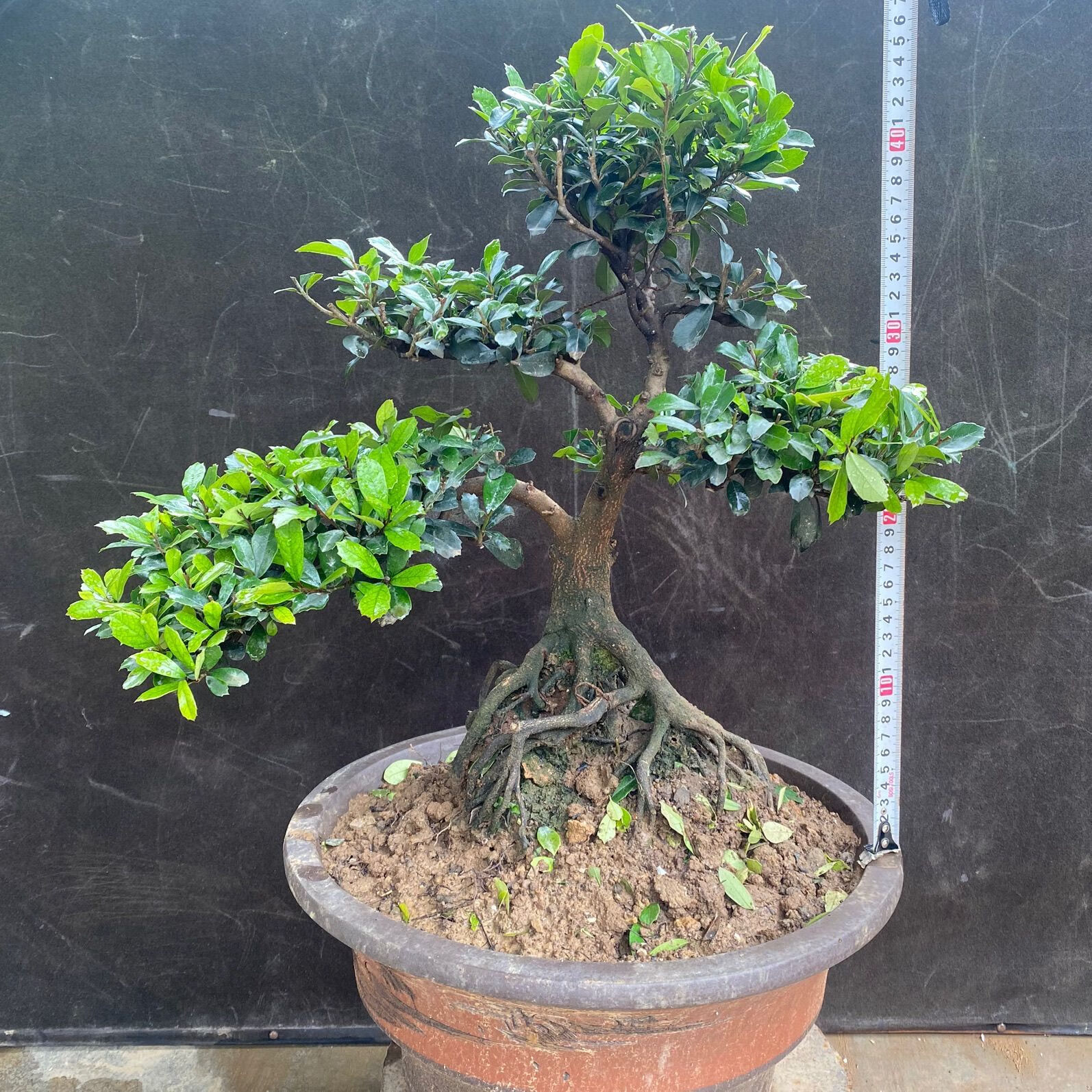 三峡蚊母 中华蚊母 开花结果 四季常青绿植盆景 喜阳喜水麦桑荷 咨询