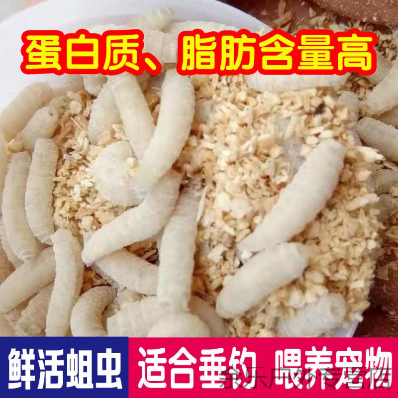dbhlpgian钓鱼活蛆肉蛆新鲜活体蛆虫狂拉野钓白蛆钓白条鲫鱼饵宠物