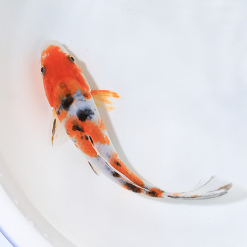 鱼观赏鱼活体金鱼淡水鱼冷水鱼红白三色黄金锦鲤活体鱼苗 正三色锦鲤