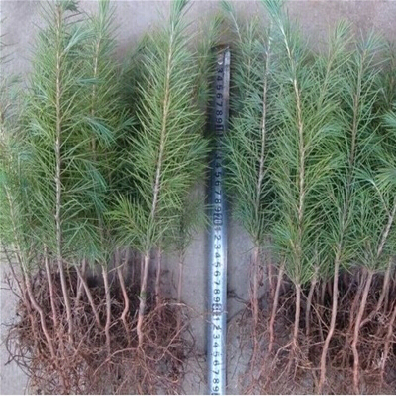 心头肉雪松苗 雪松小苗 雪松树苗 圣诞树苗迎客松 绿化工程苗木 30到