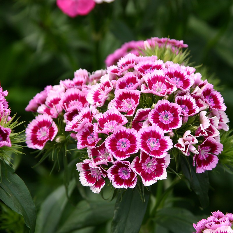 萌吖吖萌吖吖花卉种子 秋播系列花园花境观赏花卉种子 须苞石竹 混色