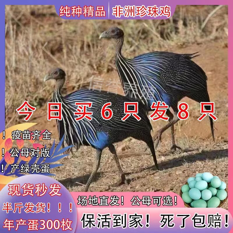 棉鸡七彩山鸡五黑鸡乌骨鸡观赏真珠鸡 半斤非洲珍珠鸡5 1(6只公母任你