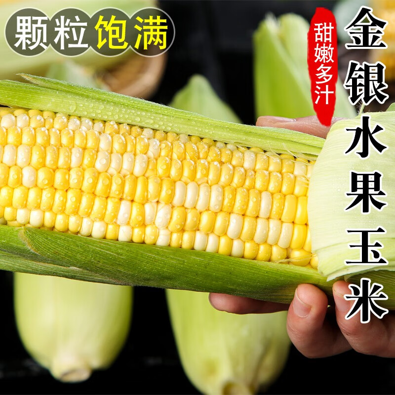 颜小荭 云南金银水果玉米 生熟可吃即食玉米棒新鲜蔬果现摘现发甜玉米 甄选4.5- 5斤 约5-8个