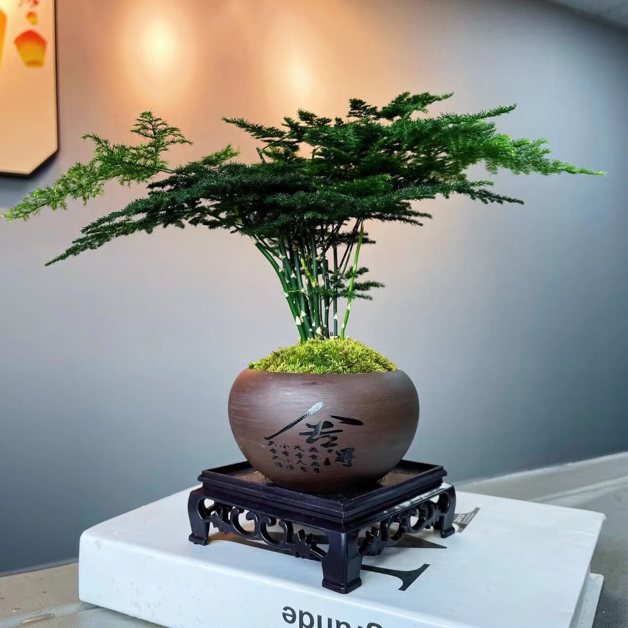 文竹盆栽植物室内盆景客厅办公室桌面小绿植好养云竹四季常青 文竹
