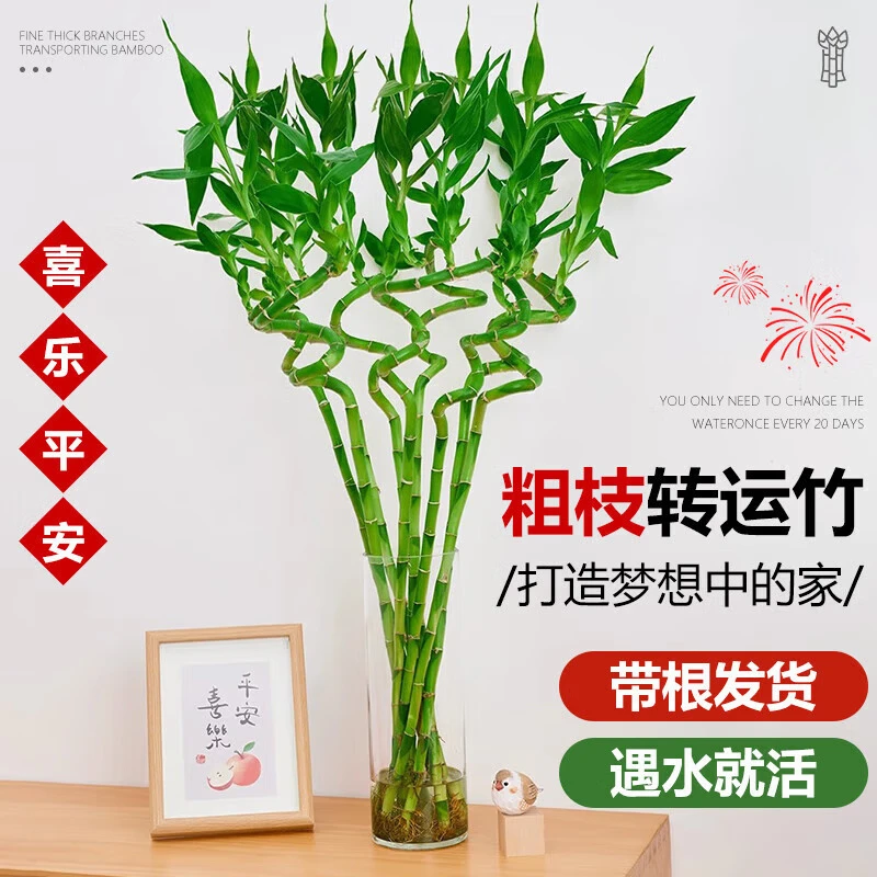 ���ڲ��������Ŵ���ת����ˮ��������ڽڸ߷���������ˮ��ֲ������в���ֲ���� 50cmת��������6��+3����