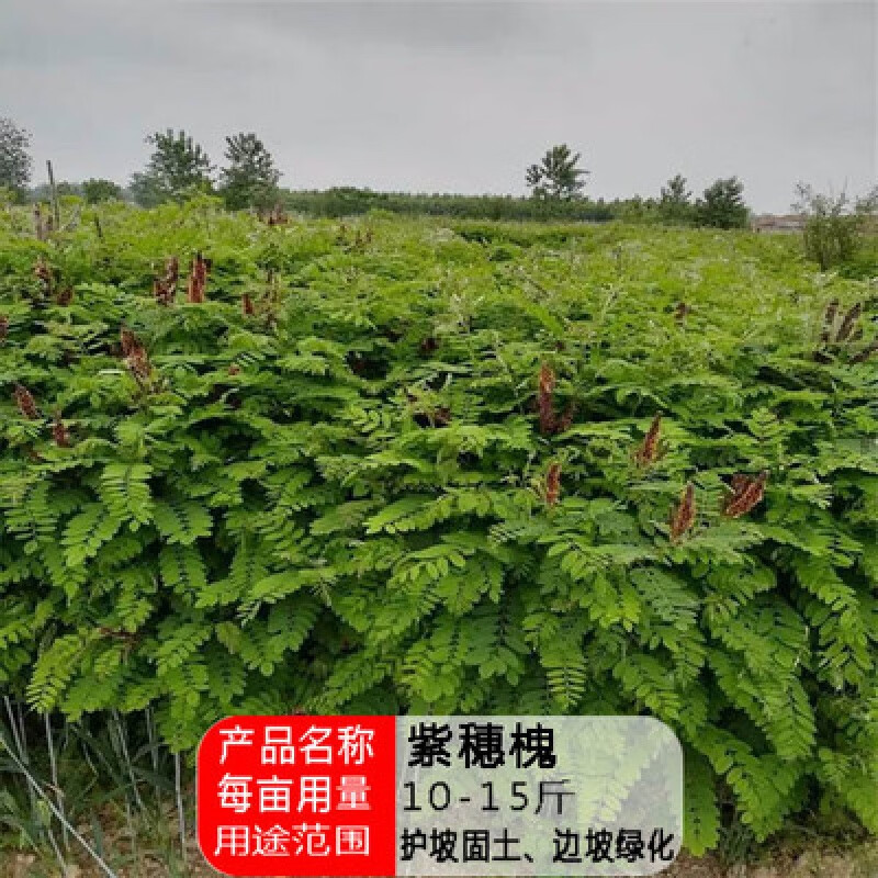 阳澄约定护坡固土灌木草籽紫穗槐种子刺槐多花木兰胡枝子葛藤绿化草坪