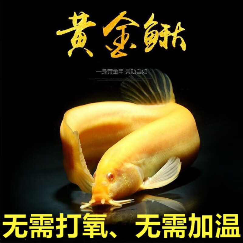 达泽侠活清洁鱼黄金泥鳅观赏鱼苗好养鱼黄金鳅草金鱼锦鲤冷水淡 龙鳅2
