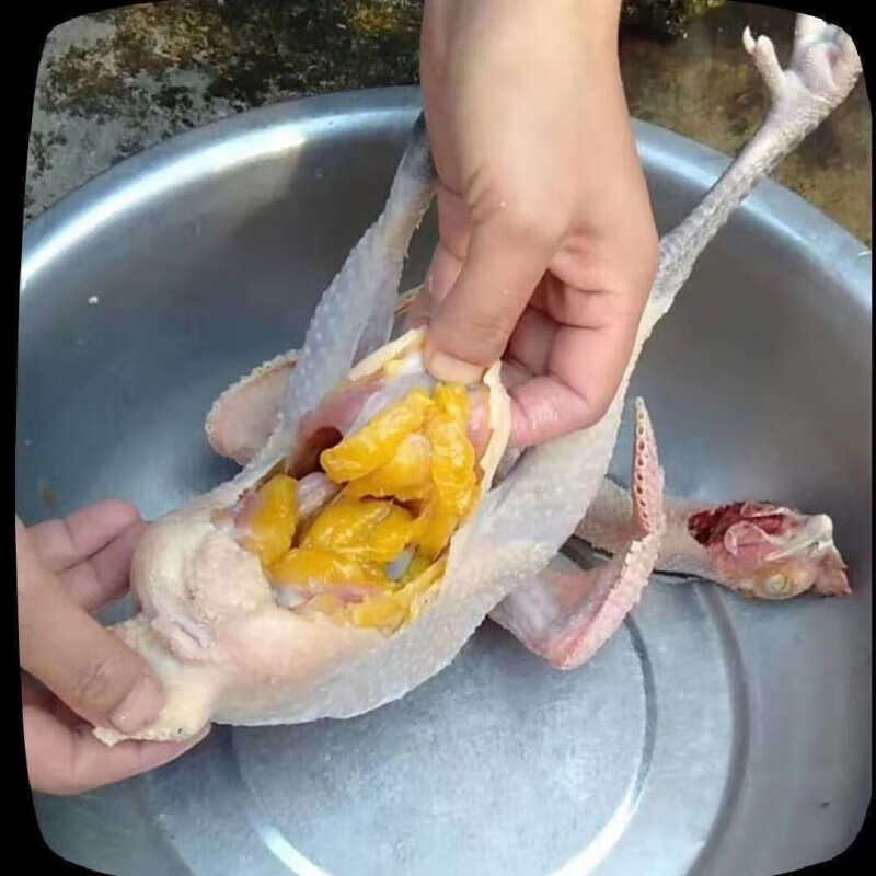 王屋山农家散养小草鸡笨鸡土鸡老母鸡跑山鸡走地鸡柴鸡新鲜 两年草鸡2