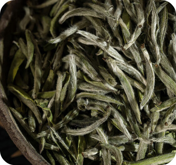 皇茅福鼎福建福建白茶年一品柏柳山林荒野老树白毫银针 250年