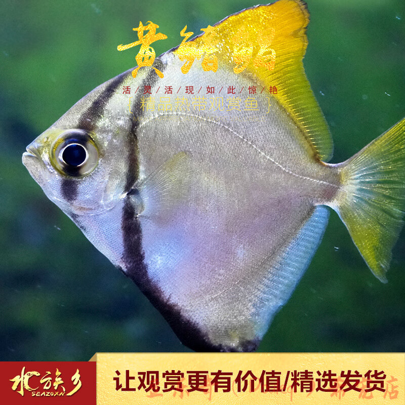 黄鳍鲳鱼珊瑚神仙鱼海水鱼淡化人工繁育群游鲳鱼大眼鲳淡水鱼 黄鳍鲳1