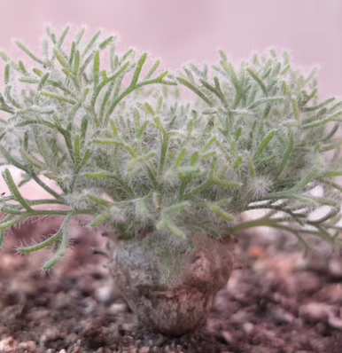 mojy白皮月界小苗/母本块根植物一物一拍多肉白皮月界小苗 白皮月界1.