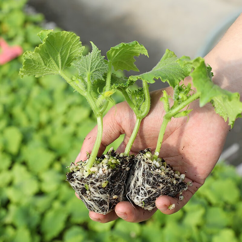 大禹 蒂娜水果小黄瓜籽种子苗无刺小青瓜黄瓜秧苗四季  蒂娜水果黄瓜