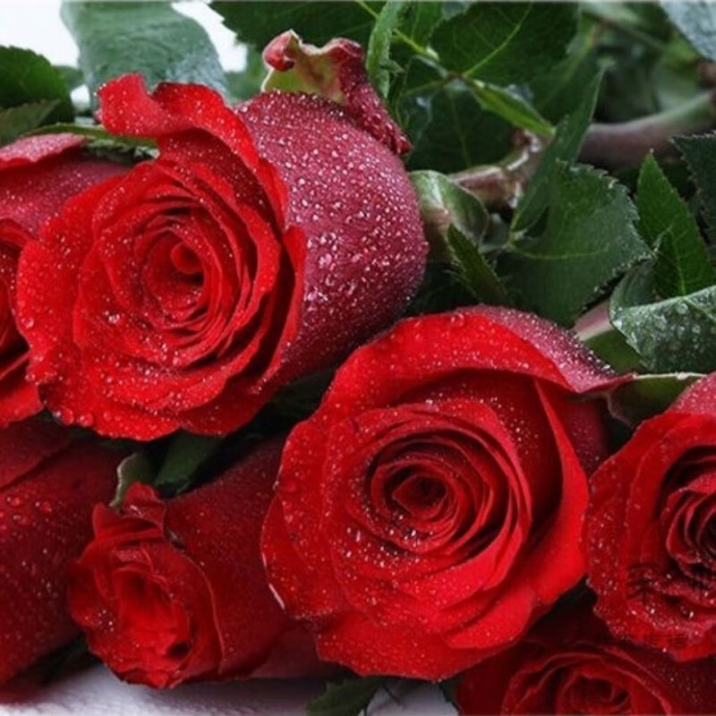 誉满园(yumanyuan)蔷薇花种子爬藤月季四季开花爬墙攀援庭院室花卉