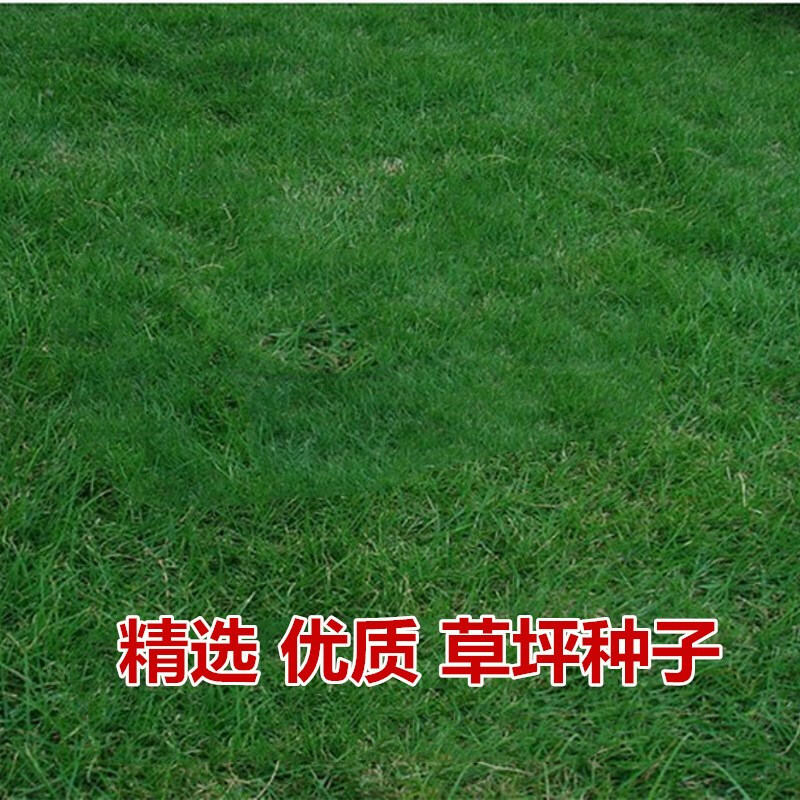 元冬 草坪种子混播四季青草坪狗牙根百慕大草籽球场庭院护坡草籽耐
