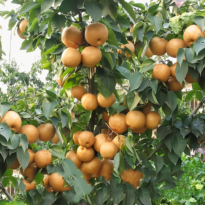 秋月梨树果苗南北方庭院地栽种植特大果树盆栽嫁接苗梨树苗 4年苗
