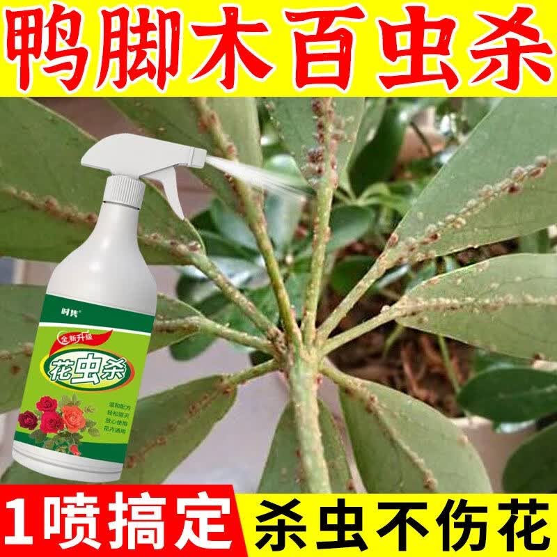 嵩晴鸭脚木专用杀虫白粉虱红蜘蛛蚧壳虫蚜虫全清强效驱虫除虫 一喷杀