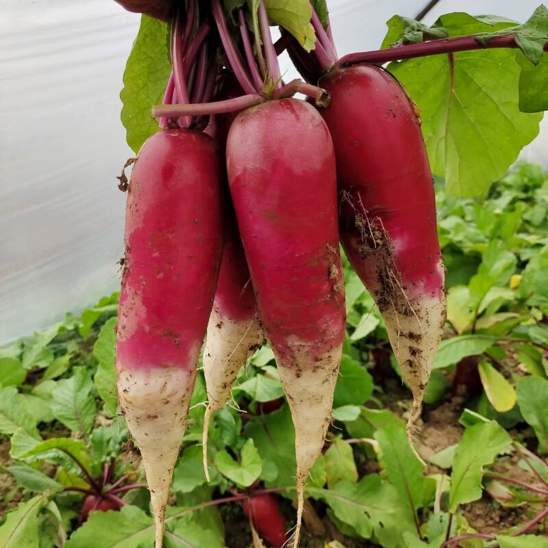 陇琛源萝卜甘肃天水红头甘谷水萝卜下饭菜凉拌菜 新鲜蔬菜农户直销 5