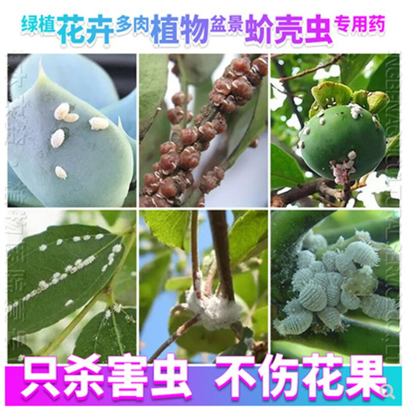 蚧壳虫杀虫剂多肉月季花卉果树木绿植物室内盆栽介壳虫打除虫剂药