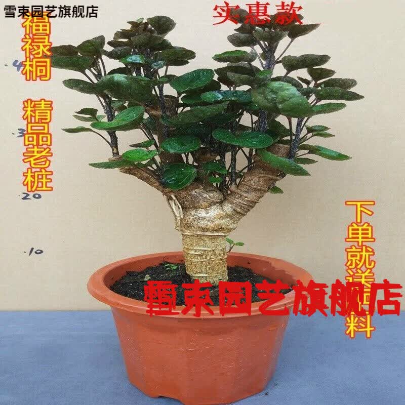 金钱树室内四季常青好养花卉盆栽绿植花定制定制 多杆老桩【40至45高
