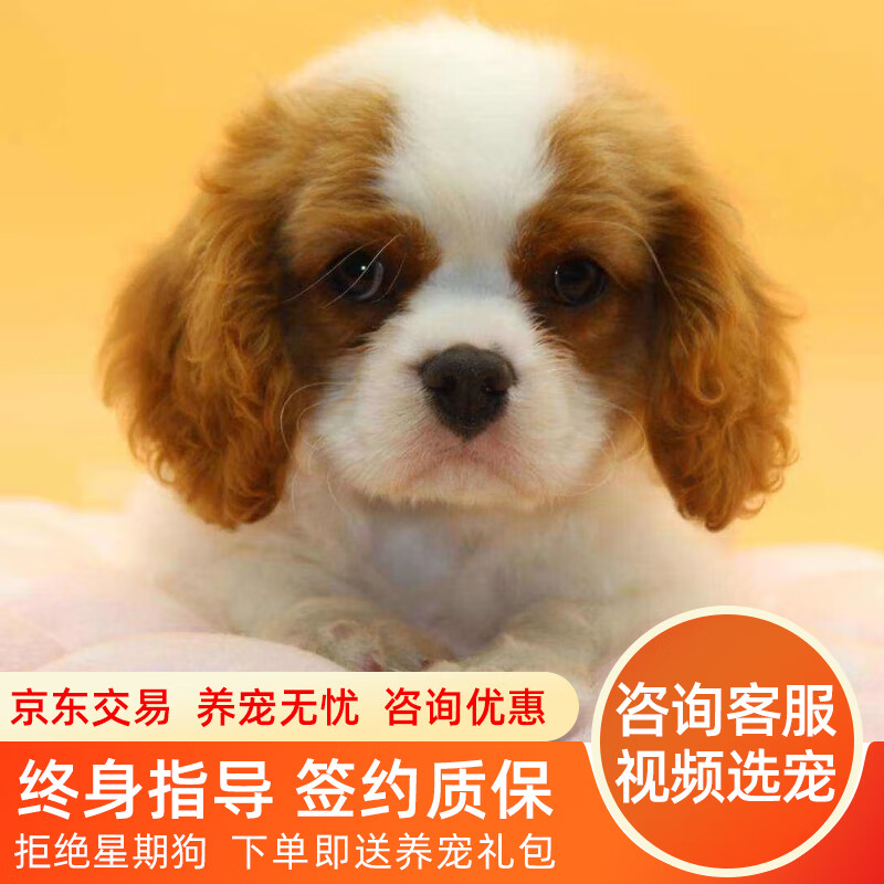 拾爱英国查理王小猎犬小型犬幼犬骑士犬小王子纯种宠物狗狗查理王幼犬